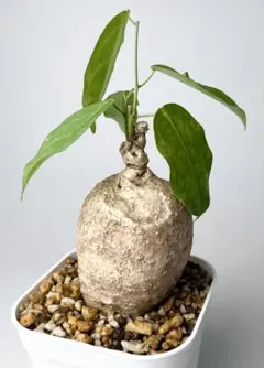 激レア/塊根植物】アデニア ペナンギアナ 鉢植え D-5 - メルカリ