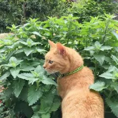 ちくわ様 リクエスト 3点 まとめ商品