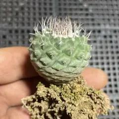 2026年最新】菊水の人気アイテム - メルカリ