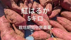 さつまいも 紅はるか 5キロ