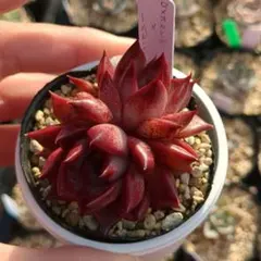 実生苗「ロメオルビン×トバレンシス」自家交配 多肉植物