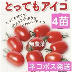 無農薬❣️ とってもアイコ　ミニトマト苗　1ポット4苗　ネコポス発送　16のサムネイル