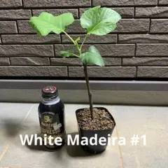 White Madeira #1 イチジク 2年生苗木 White Madeira #1 イチジク 2年生苗木 - メルカリ