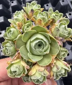 2026年最新】観葉植物 アエオニウムの人気アイテム - メルカリ