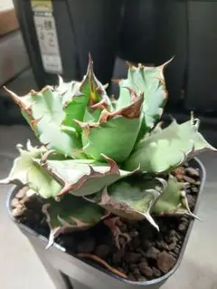 2026年最新】姫厳龍の人気アイテム - メルカリ