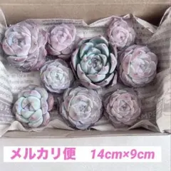 多肉植物　カット苗　多肉弁当　寄せ植え　詰め合わせ 4