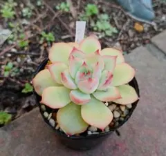 多肉植物 シルエット✕ダークアイス抜き苗 - メルカリ