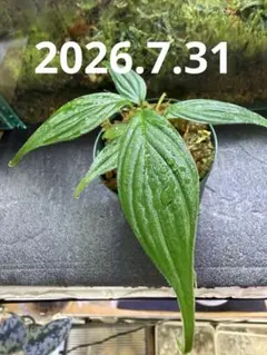 熱帯植物 ‼️良い個体‼️LA便 ホマロメナ “若蝦手x濡烏” - メルカリ