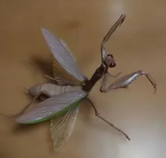 2026年最新】カマキリ標本の人気アイテム - メルカリ
