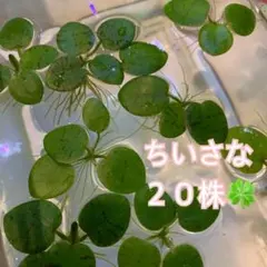 アマゾンフロッグビット 6株 無農薬 メダカ ビオトープ スネール発生