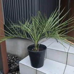 ココスヤシ 高さ鉢底から1m 5cm - メルカリ