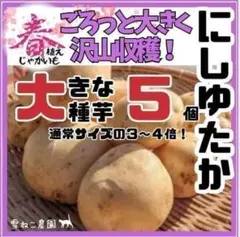 2026年最新】じゃがいも 種芋 無農薬の人気アイテム - メルカリ