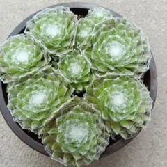 2026年最新】SEmpervivumの人気アイテム - メルカリ