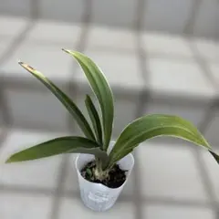 2026年最新】万年青 植物の人気アイテム - メルカリ