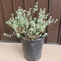 【特別値下】 常緑　幹極太　白花　ウエストリンギア5年物 特別値下】 常緑 幹極太 白花 ウエストリンギア5年物 - メルカリ