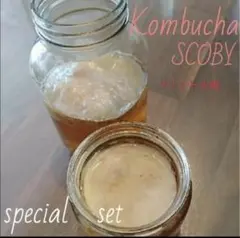 Kombucha SCOBY 1リットル用 コンブチャスコビーのサムネイル