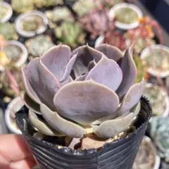 韓国苗 多肉植物 ピーチ姫錦 抜き苗 - メルカリ