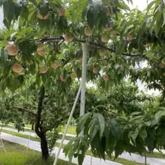 5.若桃 摘果桃 加工 桃 山梨県産 約3kg - メルカリ