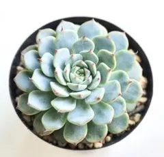 多肉植物☆カット☆赤葉日高ミセバヤ☆2カット - メルカリ