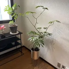 エバーフレッシュ 曲がり樹形　美形　観葉植物　中型　カッシーナ　YUKI様専用