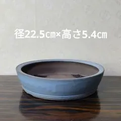 新品 特大50 陶器 睡蓮鉢 メダカ鉢 難有 ラリマーブルー スカイブルー