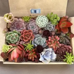 多肉植物　エケベリア　韓国苗　セダムカット苗　詰め合わせセット