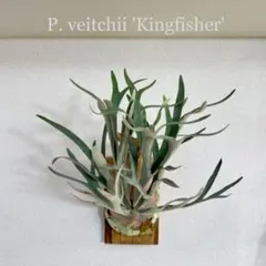 胞子A】P. Kingfisher キングフィッシャー ビカクシダ ベイチー - メルカリ