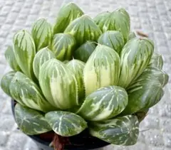 美苗 極上 ハオルチア オブツーサ錦 ノリ斑 氷灯錦 多肉植物 - メルカリ