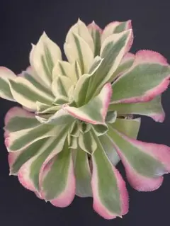 joy様 リクエスト 2点 まとめ商品