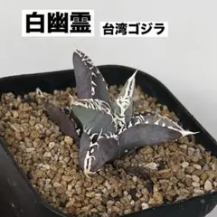 2025年最新】godzilla 鉢の人気アイテム - メルカリ