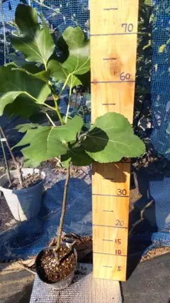 2025年最新】イチジク ブラックマデイラの人気アイテム - メルカリ