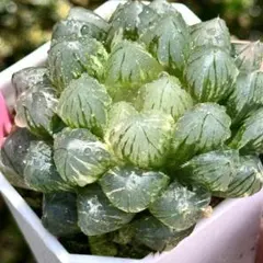 多肉植物 ハオルチア OB-1オブツーサ錦 鮮明錦 糊斑 - メルカリ