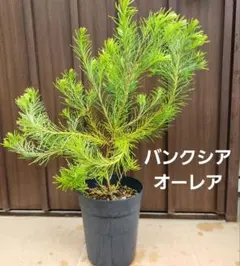バンクシア テルマチアエ 鉢植えB 苗 苗木 オージープランツ - メルカリ