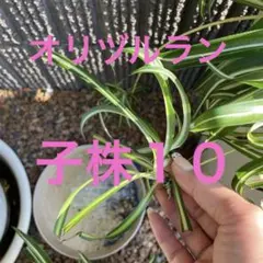 アオ斑入りオリヅルラン 子株 抜き苗 15株 メルカリ便 - メルカリ