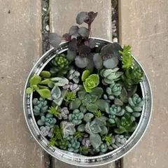 【カット苗のみ】ミニ多肉の寄せ植え　詰め合わせ