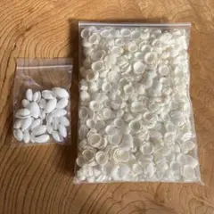 貝殻 シェル 2種類セット diy インテリア 手芸 工芸