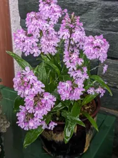 おりひめ様 リクエスト 3点 まとめ商品