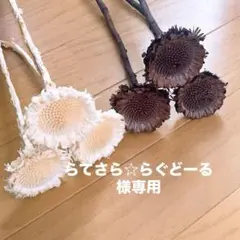 プロテア❇️ロゼット 2種類❣️