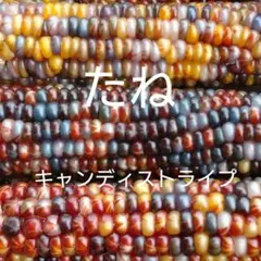 八08 プロフ必読！！.:*♡様 リクエスト 2点 まとめ商品