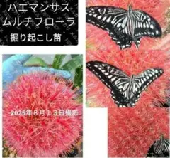 2025年最新】マユハケオモトの人気アイテム - メルカリ