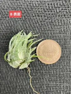 Tillandsia sprengeliana 内陸型　滝沢会長株 2025年最新】Tillandsia sprengelianaの人気アイテム - メルカリ