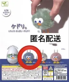 ケドリ。あお