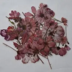 Item thumbnail for item bd37e42f-dddf-42ef-8456-b006ce14e79d