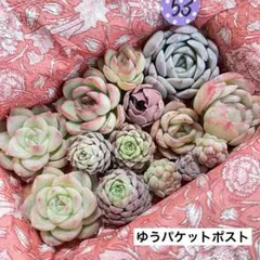 53 多肉植物　多肉弁当　詰め合わせ　寄せ植え　セット　カット苗　韓国苗　エケ