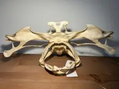 シュモクザメの頭骨