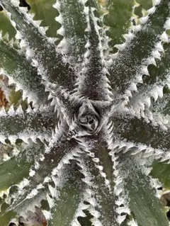 2026年最新】dyckia arizonaの人気アイテム - メルカリ