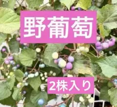 2026年最新】野ブドウの人気アイテム - メルカリ