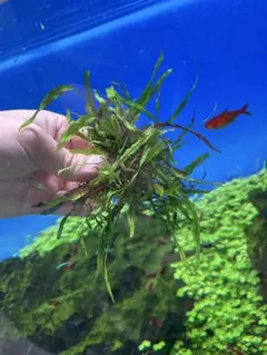 メルカリ便 xyris sp red水中葉1株 水草 ADA 水槽 - メルカリ