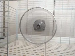 Item thumbnail for item 265f4578-9d52-401e-aab4-ad3bcc80ba8d