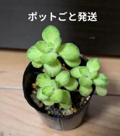 アロマティカス ポットごと発送！無農薬 多肉植物/ハーブ　ｍ24 アロマティカス ポットごと発送！無農薬 多肉植物/ハーブ m24 【公式